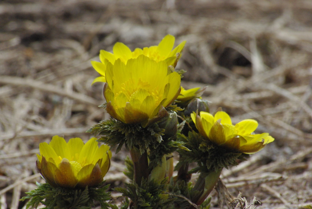 ＹＥＬＬＯＷ～春