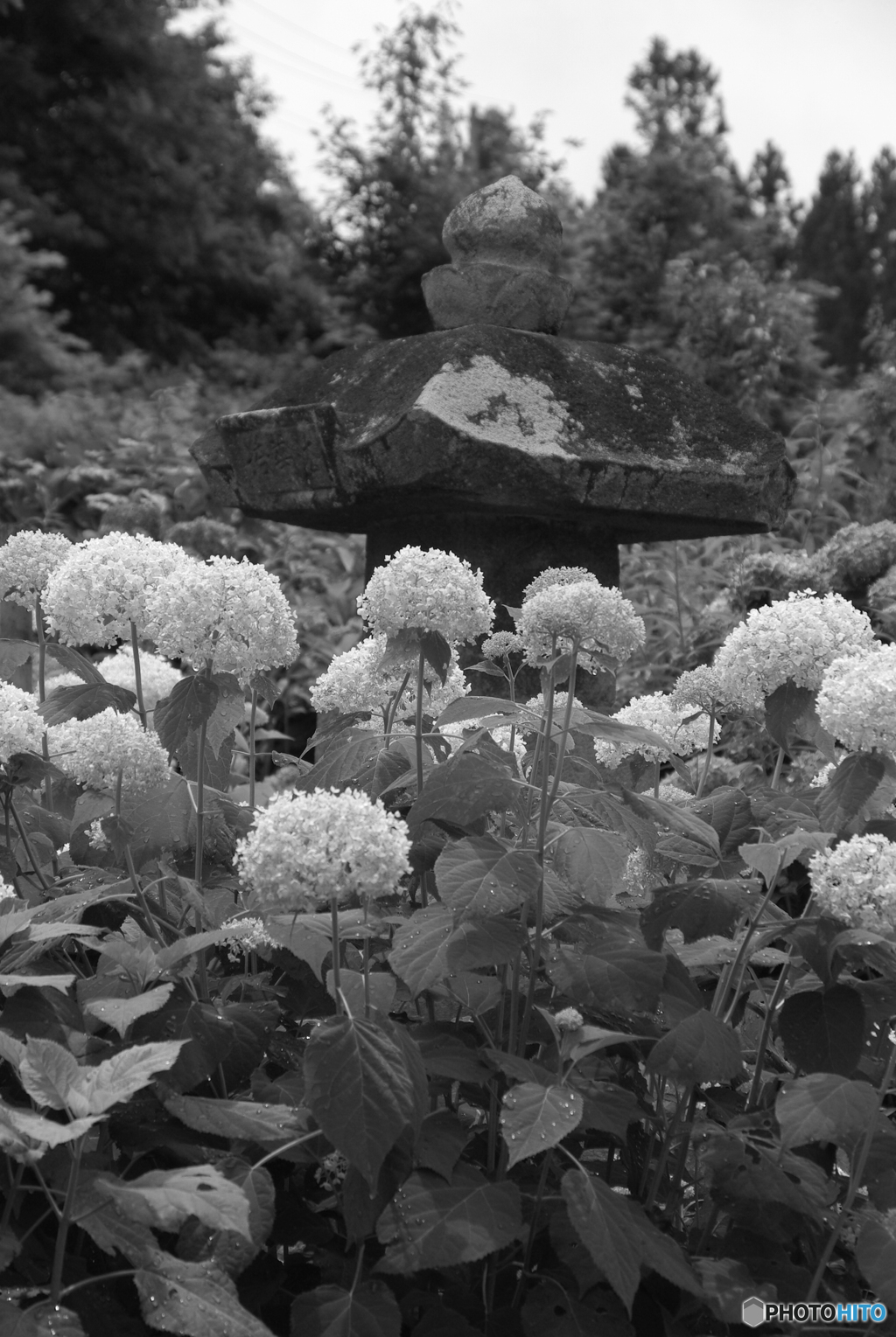 紫陽花や・・・