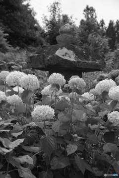 紫陽花や・・・