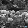 紫陽花や・・・