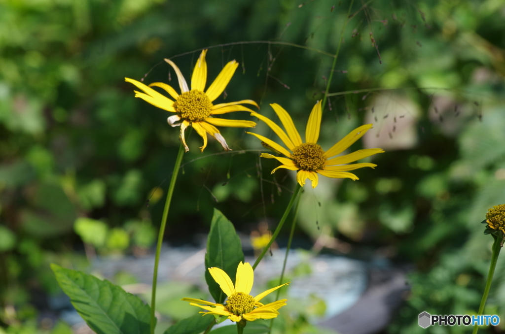 野菊