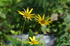 野菊