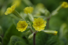 yellow　雨
