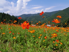 面白山高原コスモスベルク