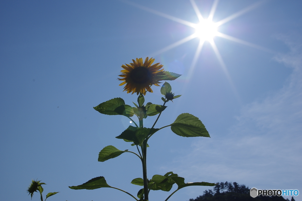 ぎんぎらと太陽を背に受けて