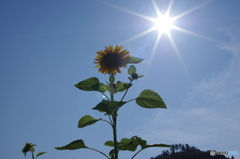 ぎんぎらと太陽を背に受けて