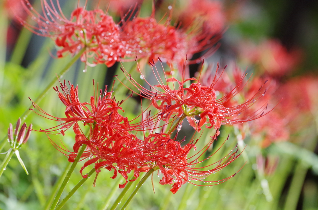 曼珠沙華