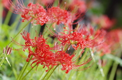 曼珠沙華