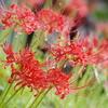 曼珠沙華