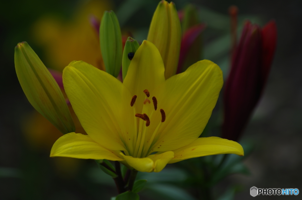 yellow  Lily