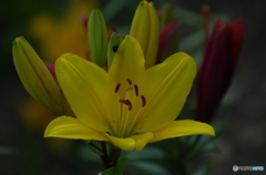 yellow  Lily