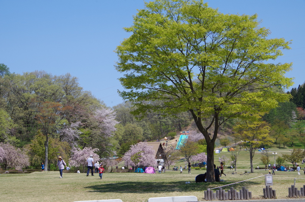 新緑の公園