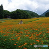 お花畑
