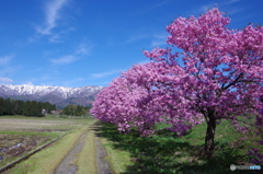 残雪の山々と桜