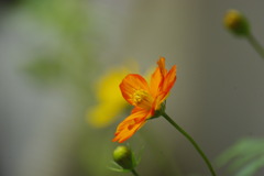 オレンジな三姉妹