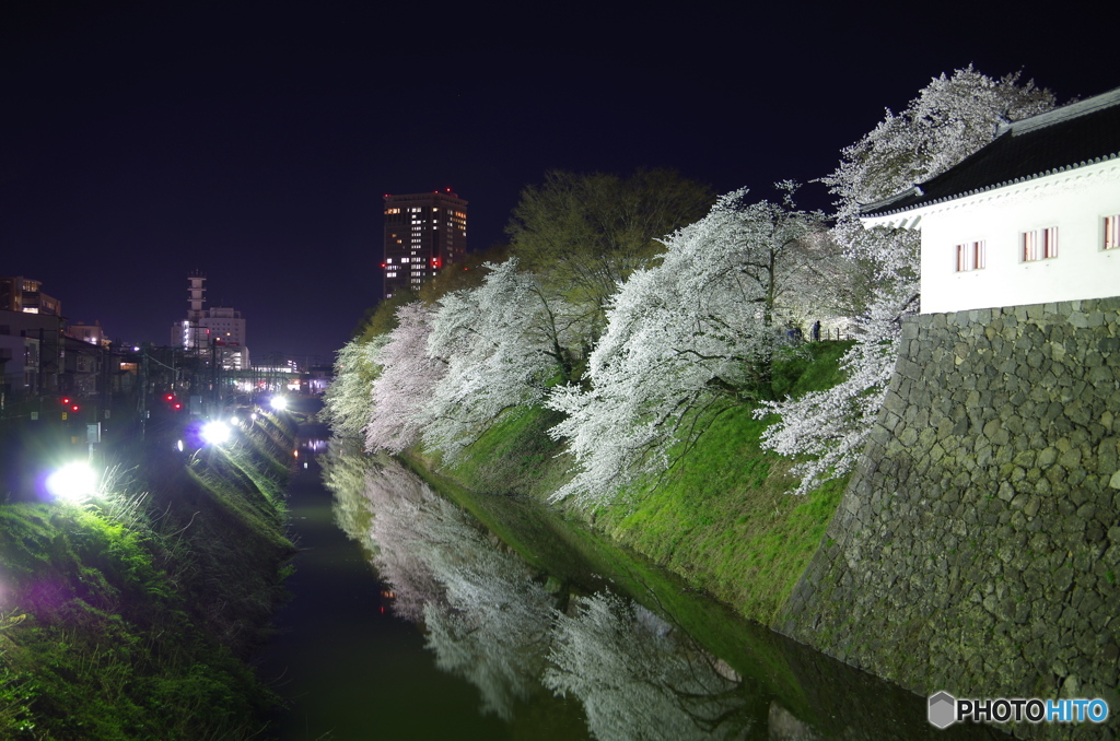 霞城公園の夜桜