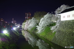 霞城公園の夜桜