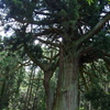 山五十川の玉杉
