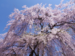 愛宕神社のしだれ桜