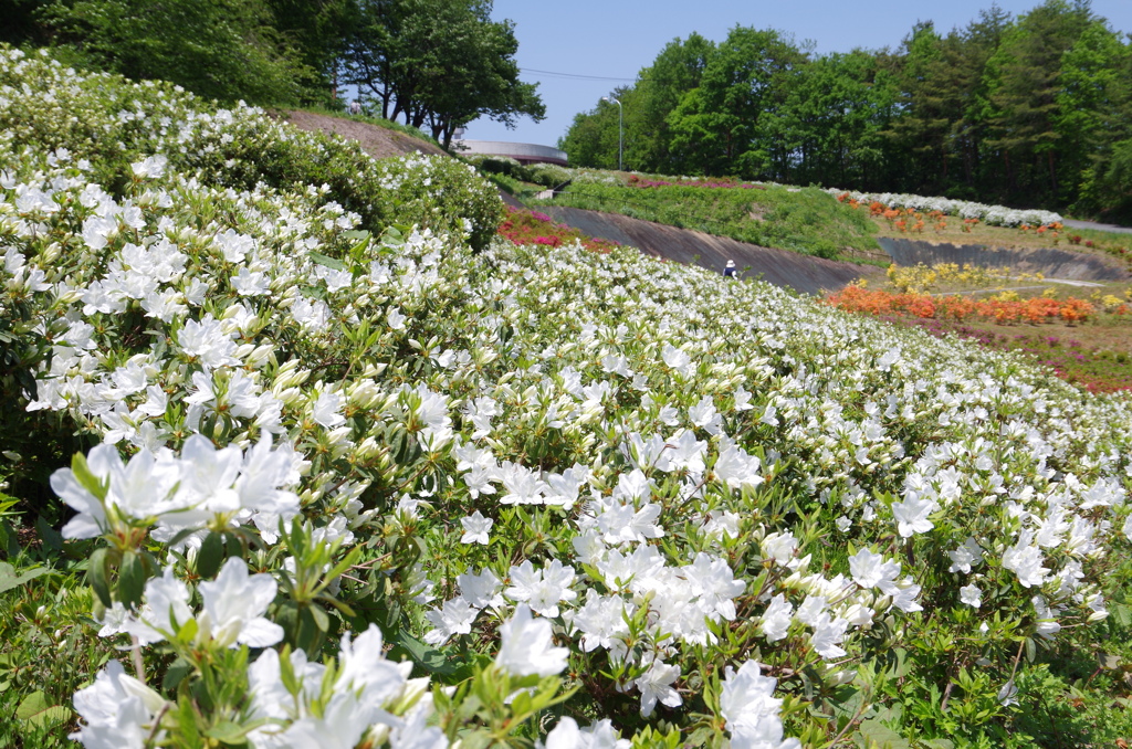 つつじ園【寒河江公園】