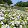 つつじ園【寒河江公園】