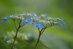 山紫陽花