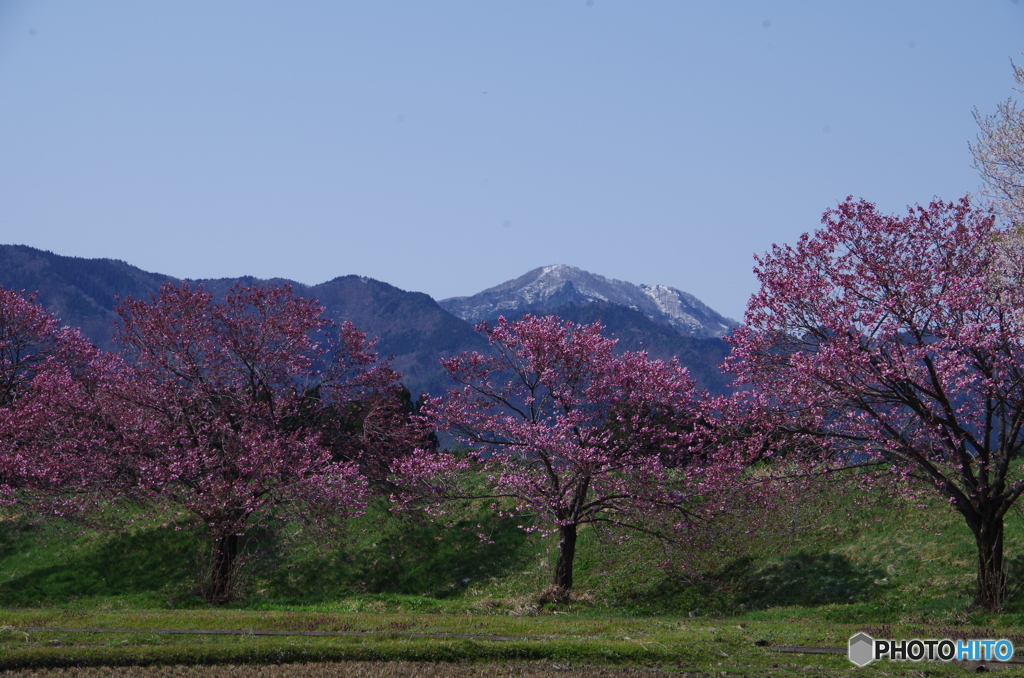 台の沢桜