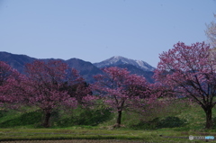 台の沢桜