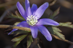 春を告げる花　キクザキイチゲ
