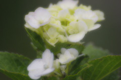 やわらかな日差し