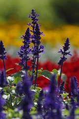 花咲かフェア　in  さがえ