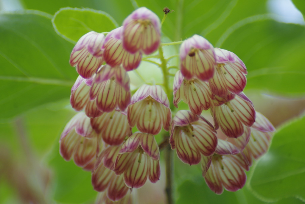 ヒメサユリ祭りに　ようこそ!!　