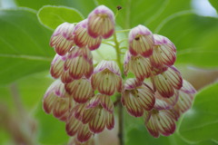 ヒメサユリ祭りに　ようこそ!!　