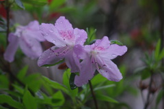 雨上がりのツツジ