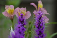 フラワーガーデン