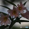 日影の妖精
