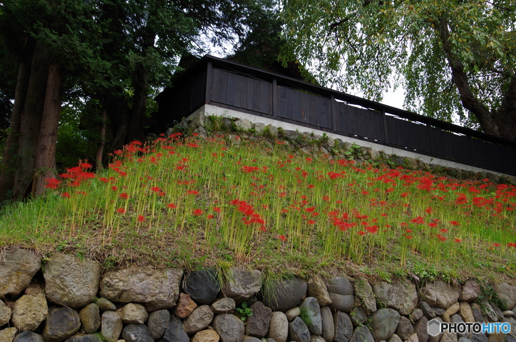 お寺の彼岸花