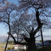殿入り桜