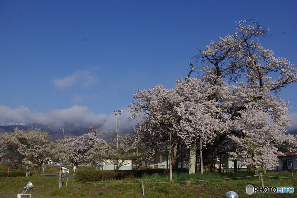 白鷹古典桜・桜回廊　奨学桜
