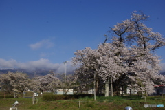 白鷹古典桜・桜回廊　奨学桜