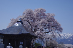 真言宗、称名寺の桜