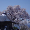 真言宗、称名寺の桜