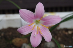 毒をもつ花