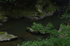 なんか居そうだね