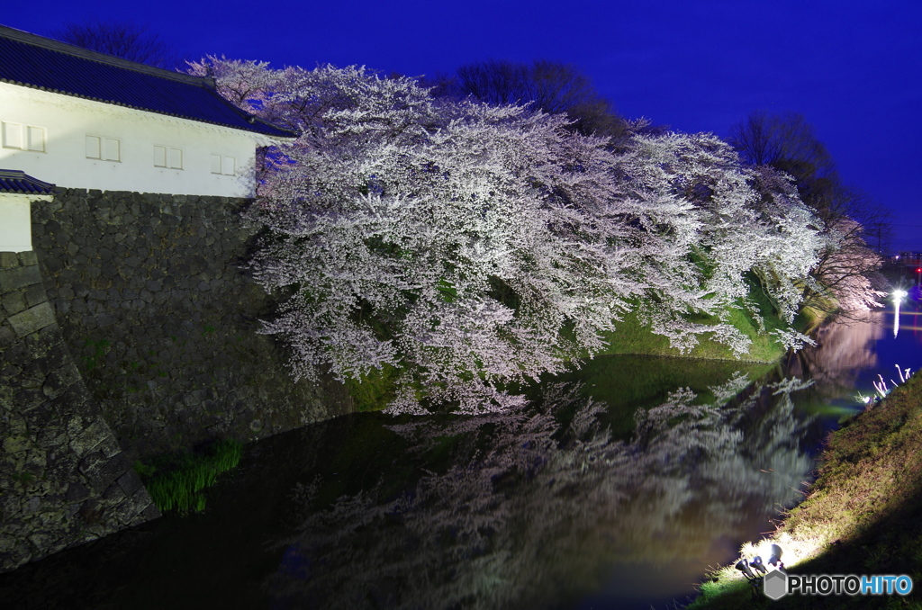 夜桜・ライトアップ　in  霞城　２