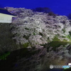 夜桜・ライトアップ　in  霞城　２