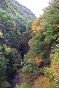 広瀬川の紅葉