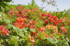 レンゲツツジの群生