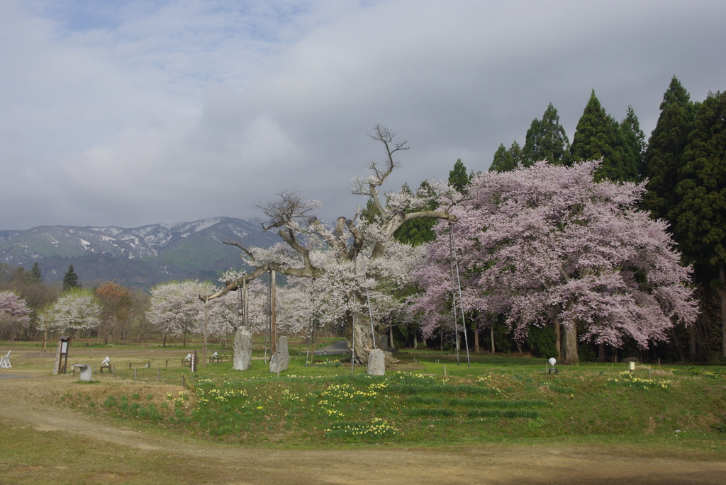 釜の越桜