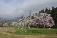 釜の越桜